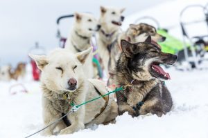 Hundekjøring på Dovre med 71 grader nord